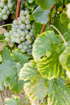 white grape in Sauternes Region, Aquitaine, France