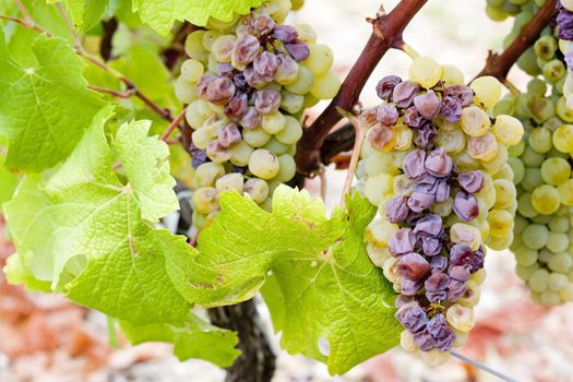 white grape in Sauternes Region, Aquitaine, France