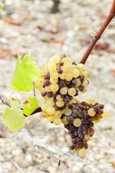 white grape in Sauternes Region, Aquitaine, France