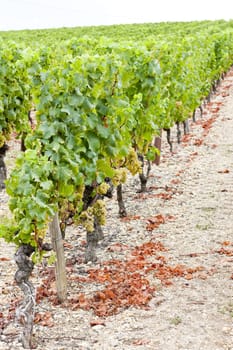 white grape in vineyard, Sauternes Region, Aquitaine, France