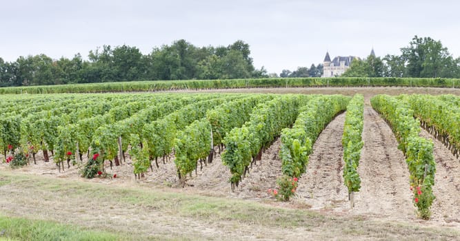 vineyard, Sauternes Region, France