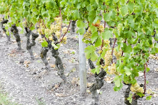 white grape in vineyard, Sauternes Region, Aquitaine, France