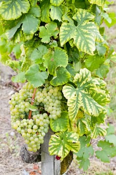 white grape in Sauternes Region, Aquitaine, France