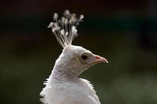 Close-up head of Peafowl