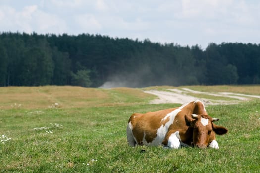 White-brown cow lies on the pasture