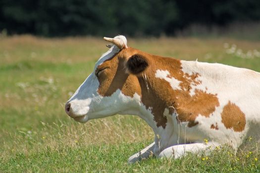 White-brown cow lies on the pasture