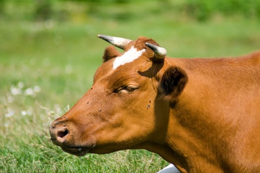 White-brown cow lies on the pasture