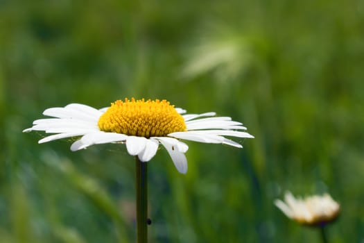 Single Chamomile in the garden