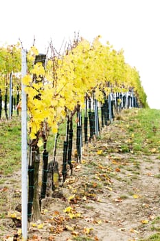 vineyard in autumn, Czech Republic