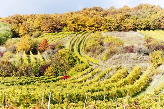 autumnal vineyards in Retz region, Lower Austria, Austria