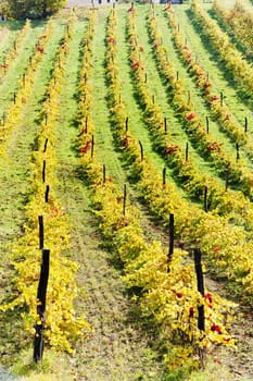 autumnal vineyards in Retz region, Lower Austria, Austria