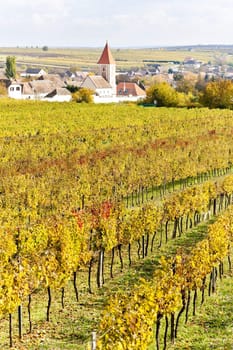 autumnal vineyards in Retz region, Lower Austria, Austria