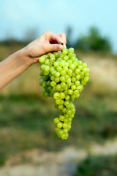 Green grape bunch in hand