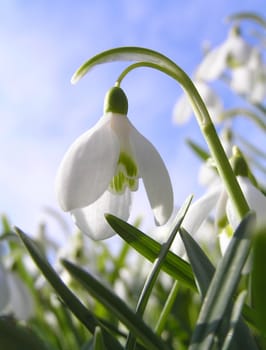 Spring Flowers called snowdrops.