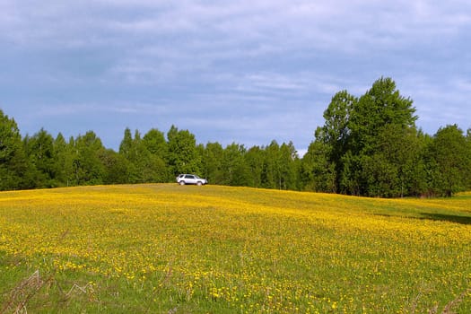 Silver car on the summer meadow