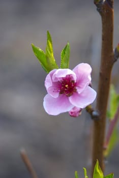 branch with blooming peach