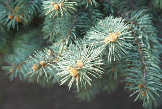 branches of blue spruce