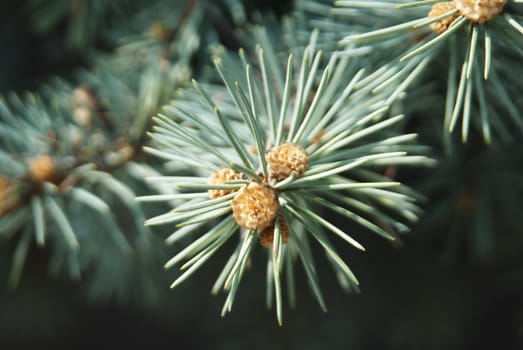 branches of blue spruce