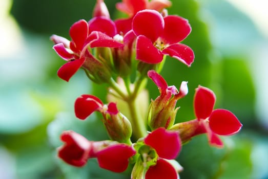 red home flowers on the windowsill