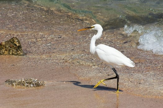 Walking Egret on a beach