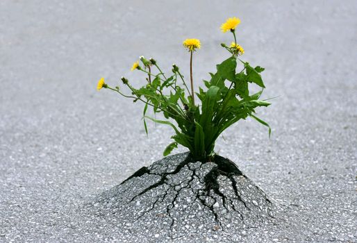 Plants emerging through rock hard asphalt. Illustrates the force of nature and fantastic achievements!