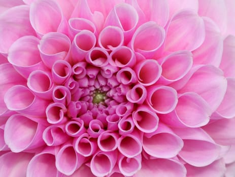 Pink flower in very high detail. Stunningly beautiful and symbolises love, weddings and female decoration.