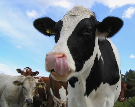 There are clowns among the cows to! And look how jealous the others are.