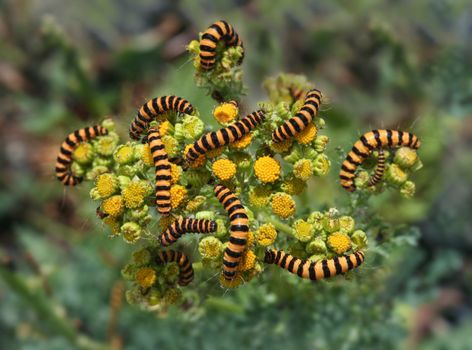 A large group of larvae invading a host plant. Beautiful colors and abstract nature photo.