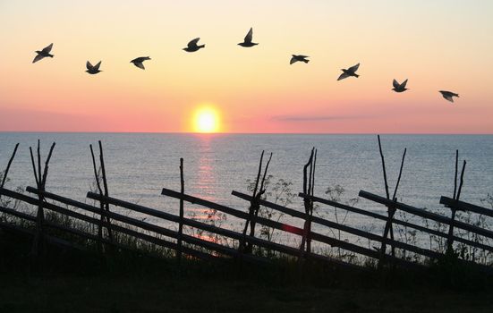 Group of birds flying in formation in front of sunset.