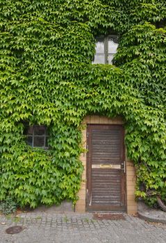 House covered in green leaves. Symbolizing how to live environmentally friendly.