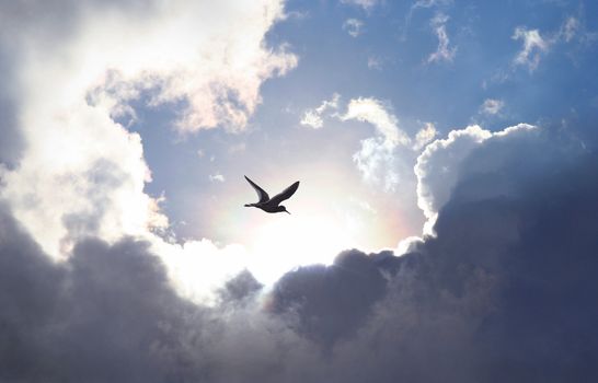 Bird flying in the sky with a dramatic cloud formation in the background. Light shining trough which gives a symbolic value of life and hope.