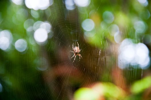 Spider and its web