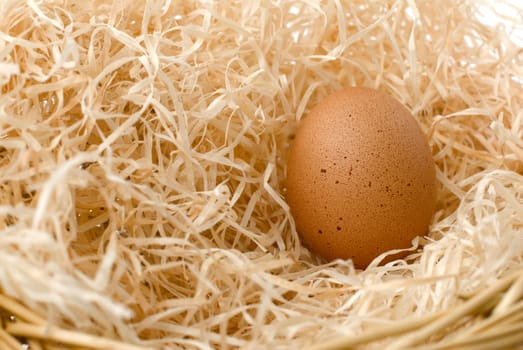 one egg in nest