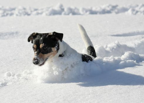 Cute dog jumping around in deep snow.