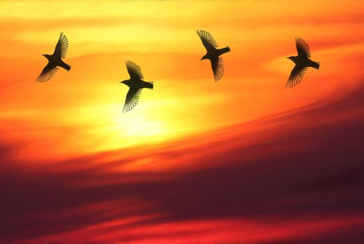 Four birds chasing each other in front of beautiful sunset.