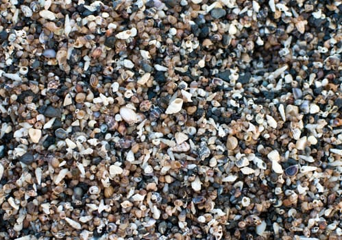 The texture of small shells