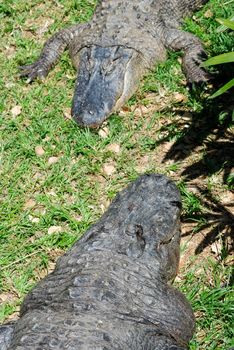 Top view of crocodiles lying on the diagonal