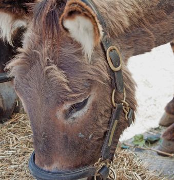 Close up of the head of a little donkey