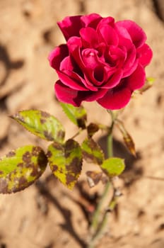 beautiful dark pink vibrant rose on a small garden