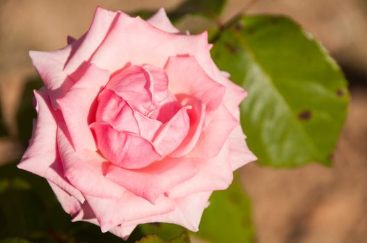 beautiful pink vibrant rose on a small garden