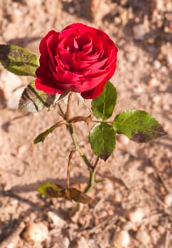 beautiful red vibrant rose on a small garden