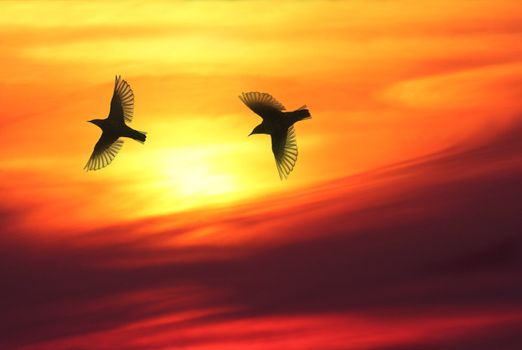 Two birds flying over sky in sunset, warm and beautiful cloudscape in background.