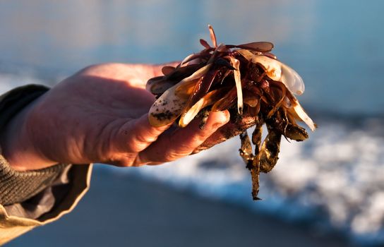 Beautifulgreen and brown  seaweed on a man's hand