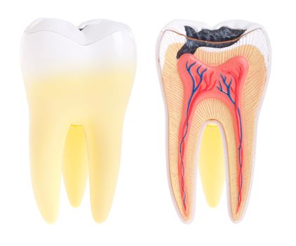 tooth anatomy (vital tooth, structure, bone, ligament) isolated on white background