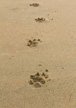 dogs footprints on the beach