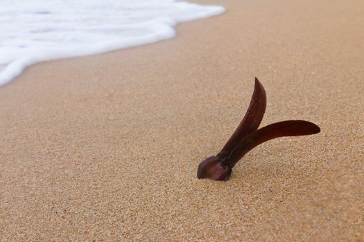 Rubber seeds floating on the beach. Waiting for growth.