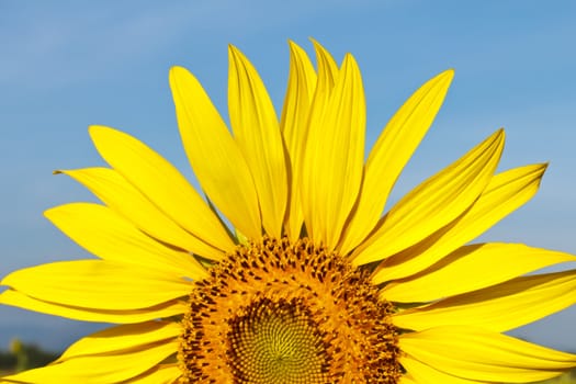 Sunflower and blue sky