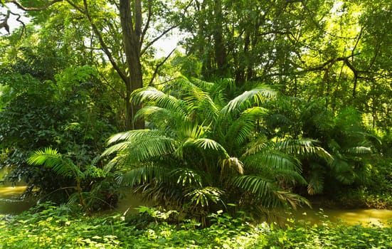 Tropical rainforest jungle  in Thailand
