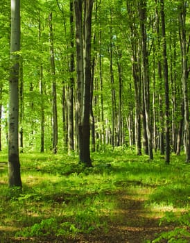 Green forest in summer