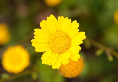 gorgeous yellow daisy flower in nature